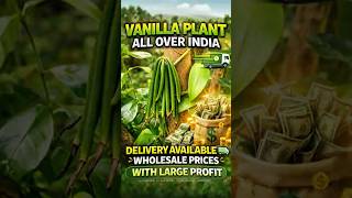 VANILLA PLANT 🌿 Most Profitable Farming Plant | High Demand & High Income 💰 | All India Delivery 🚚