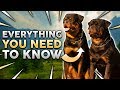 ROTTWEILER 101! Everything You Need To Know About Owning a Rottie Puppy