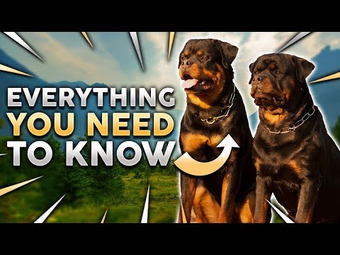 ROTTWEILER 101! Everything You Need To Know About Owning a Rottie Puppy