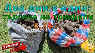 видео: Два дни в един: търсене на трюфели картинка: Два дни в един: търсене на трюфели