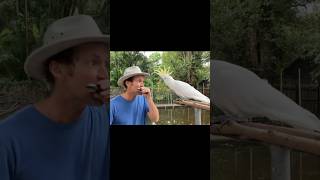 You’ll only find this in Australia😂 #harmonica #cockatoo #onemanband #music