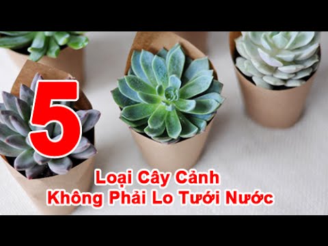 Video: Cây Nước Cho Vườn Khu 5 - Các Loại Cây Trong Vườn Nước Khu 5