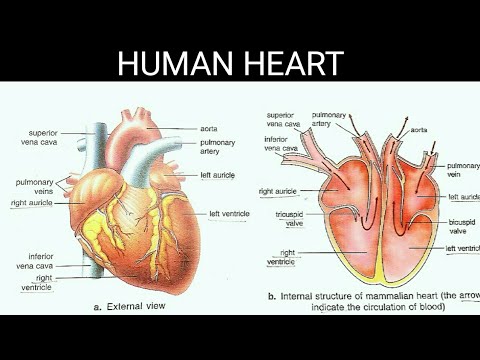Heart/circulation of blood/biology/all the basic information - YouTube
