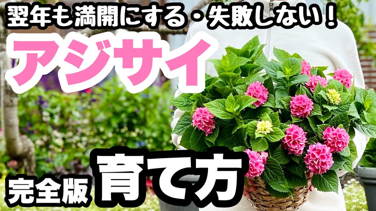 ◇It grows like this! [How to grow hydrangeas] Latest 2023. They