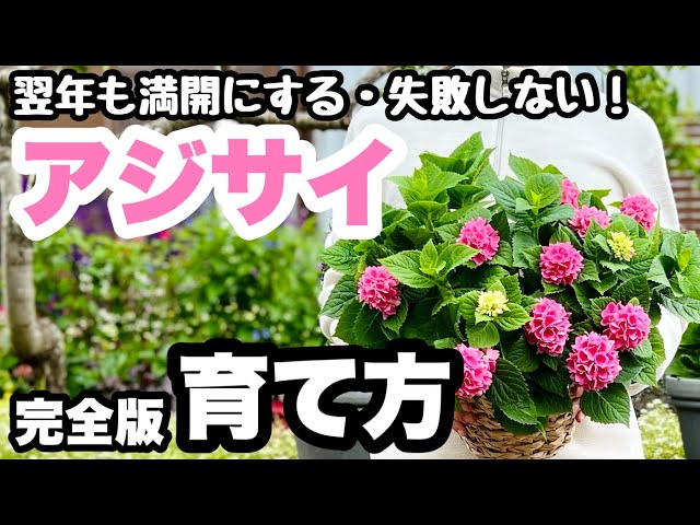 紫陽花の 約1メートル健康的な成長地植え・３ ◇It grows like this! [How to grow hydrangeas] Latest 2023. They