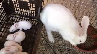 Newzealand white rabbit setup |   newzealand white khargosh ka ghar pay setup  |  bunnies home setup
