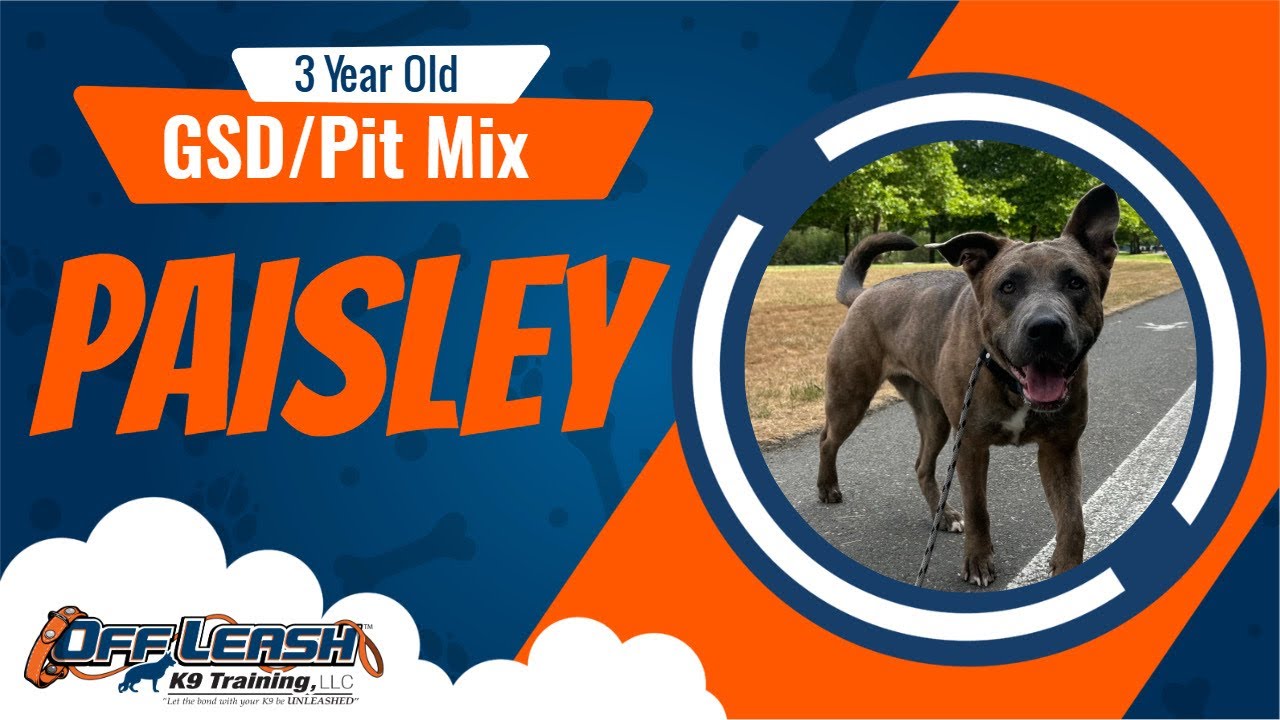 Off Leash K9 Dog Training Transformation | Energetic Mixed Breed Paisley Learns to Focus!