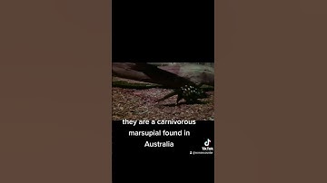 Eastern quoll like and subscribe for more #funfacts #wowencounters #easternquoll #marsupial
