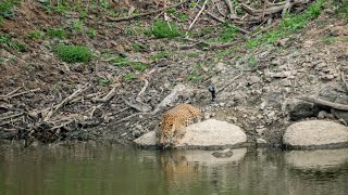 Indian #leopard drinking water and then crossing through the edge of #waterbody