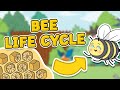The Life Cycle Of A Bee Bee Life Cycle Science For Kids 