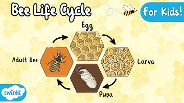 The Life Cycle of a Bee | Bee Life Cycle | Science for Kids!