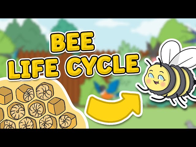 The Life Cycle of a Bee | Bee Life Cycle | Science for Kids!