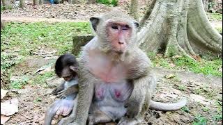 MG, Spoil monkey PoLino, hungry Request food from Mom Popeye, but Not Share.