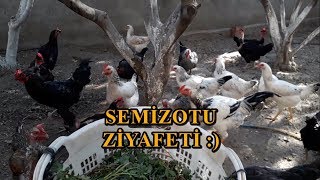 Tavukların Semizotu Ziyafeti :)