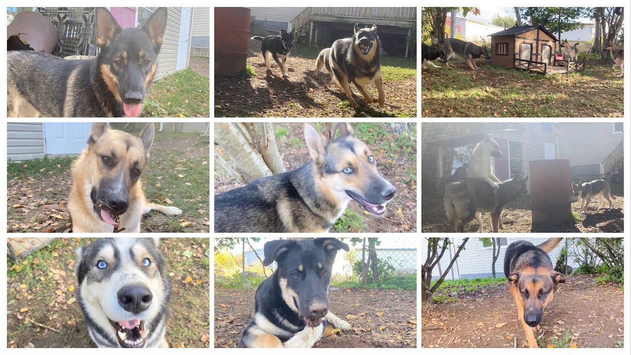 Shepsky R Sheprador Now Day 5 Proestrus | Nala's Heat Cycle | Shepsky Puppies ...