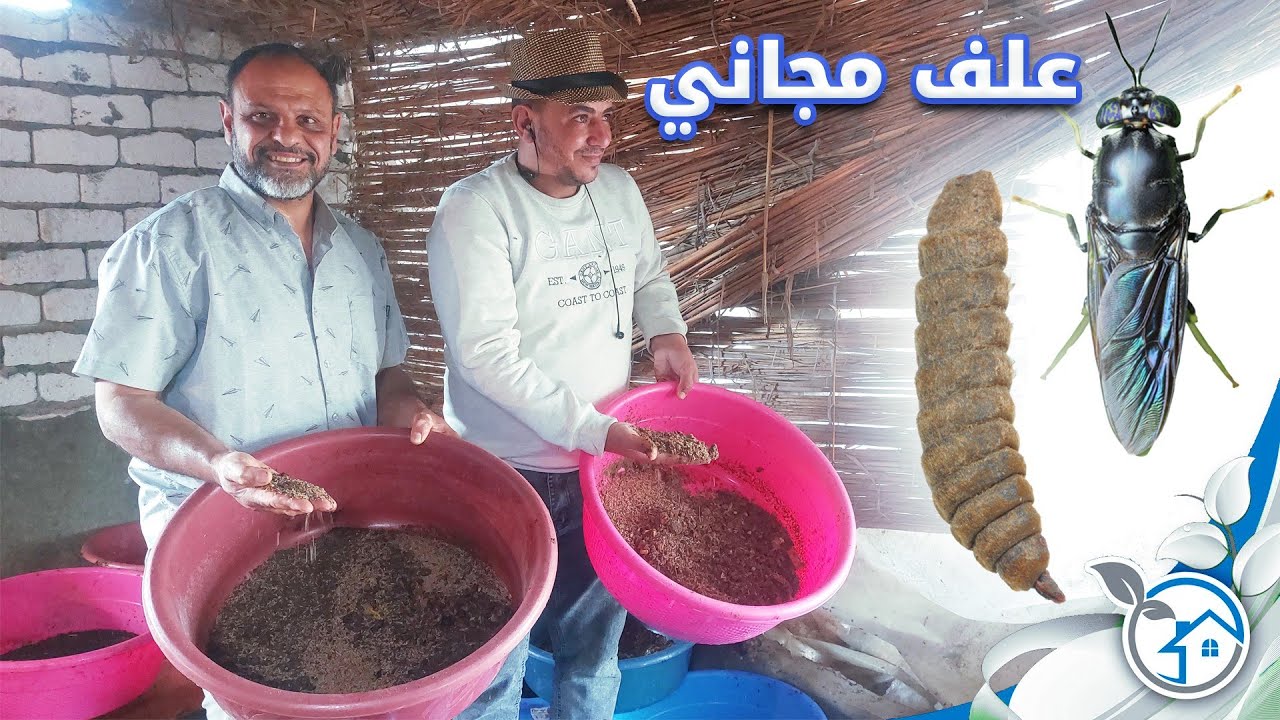 أسرار تربية يرقات الجندي الأسود من الدوده حتى الفراشه