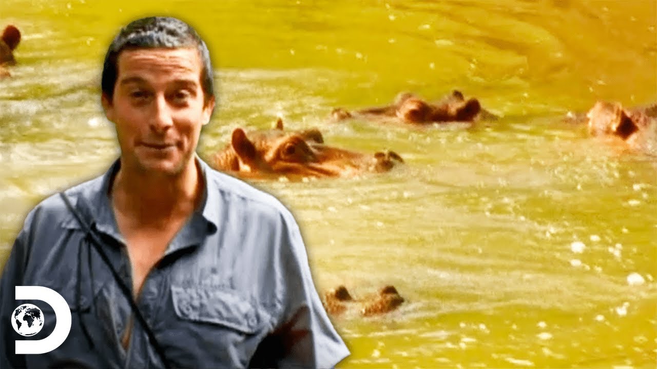 Bear Grylls tem encontro inesperado com hipopótamos na Savana Africana | À Prova de Tudo | Discovery