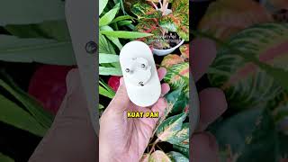 Steker 2 Lubang Simpel Dan Praktis Untuk Harian