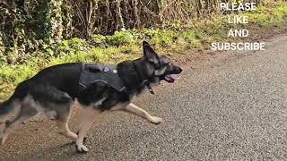 'WALKIES!!' GERMAN SHAPHERD LOVES WALKIES ON AN ENGLISH COUNTRY ROAD