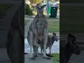 Shredded kangaroo flexes while guarding his mob