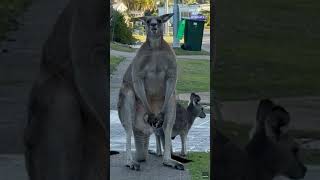Shredded kangaroo flexes while guarding his mob