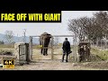 Ep 14  the gate where tiger came at night in dhikala campus  face to face with elephant vs man 4k