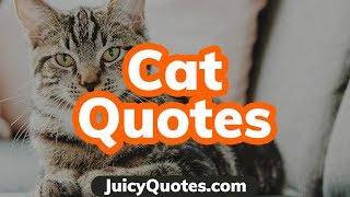 Top 15 Cat Quotes and Sayings 2019 - (About The Cutest Cats) Top 15 Cat Quotes and Sayings 2019 - (About The Cutest Cats)