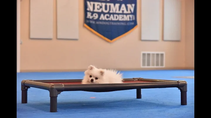 Poof (Pomeranian) Puppy Camp Dog Training Video De...