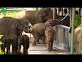 Elephant orphans queue to drink milk