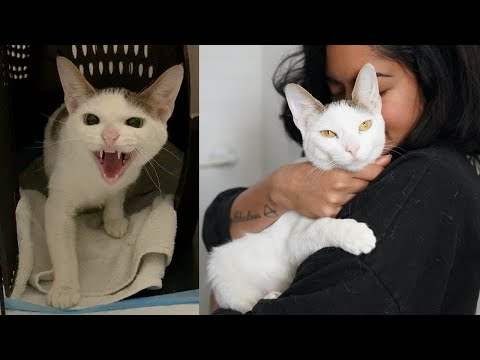 Rescuing a scared abandoned cat
