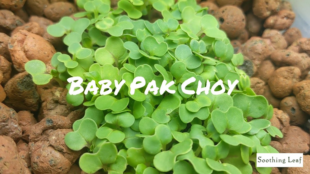 Growing Microgreens Into Full Size Plants Baby Pak Choy Ebb and