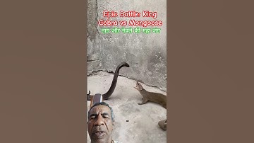 Epic Battle: King Cobra vs Mongoose 😱 / नाग और नेवले की महा जंग / Batalla épica: Cobra Real Mangosta