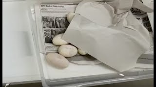 Ball Pythons - More eggs! Clutch #2 in 2018 Profile