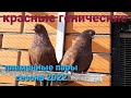 Племенные пары голубей сезона 2022. Красные генические. Breeding pairs of pigeons of the 2022 season