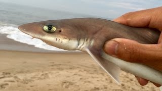 Baby Sharks!!! Surf Fishing at Rehoboth Beach