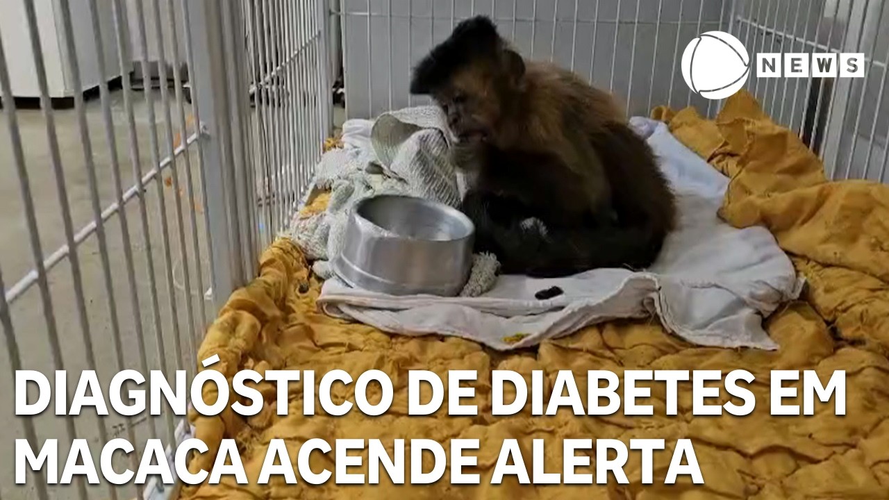 Caso de diabetes em macaca acende alerta no Brasil