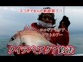 エコギア “タイラバ革命” タイラバ アクア 実釣&アイテム解説 折本隆由