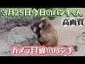 【最新3月25日（水）】今日のパンチくんをお届けします2026.3.25 市川市動植物園 #Punch the monkey #がんばれパンチ 