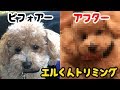 エルくんトリミング♪とってもかわいくなったよ!