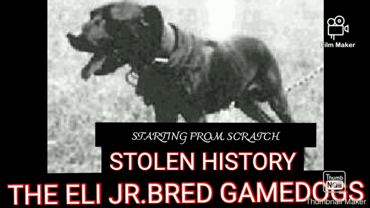 THE BEST OF ELI Jr. stolen history gamedogs YouTube