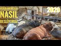 Hayvancılık Vlog#1|| Kurbanlıkları Besliyorum/30 Baş Kurbanlık Besleme[POV]