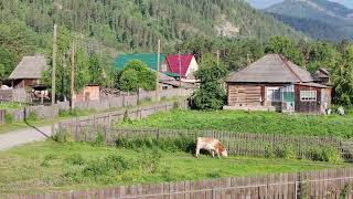 Утро, коровы, деревня. Стоковое видео. Футаж. / Morning, cows, village. Stock video. Footage.