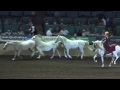 Liberty with 3 Horses - Sylvia Zerbini - Night of the Horse 2017 - Del Mar National Horse Show