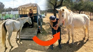 Horse with cancerous tumors left on the streets | Los Caballos Luna #10