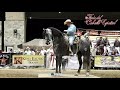 Caballo ganador de baile en la Feria del Caballo Español Mayo 2018