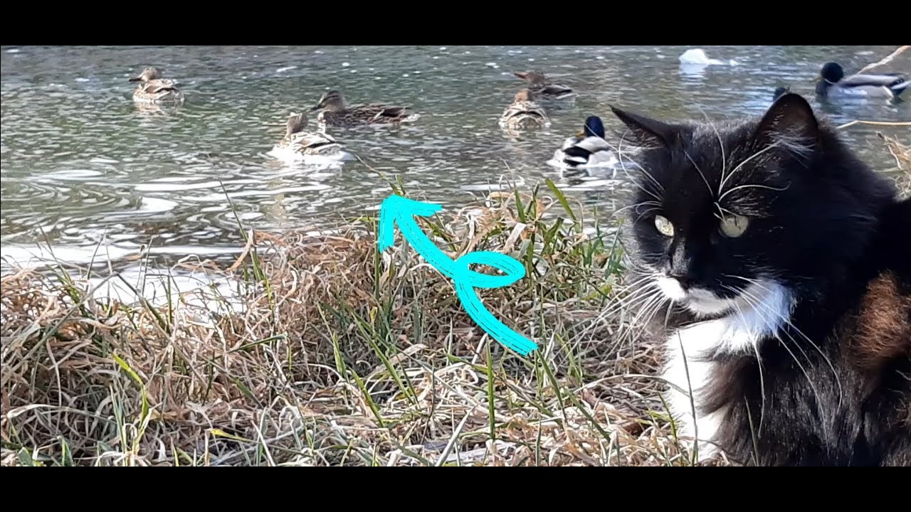 Feeding cats on the lake YouTube