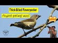 Thickbilled flowerpecker  neela chundan ithikkannikurvi     birds