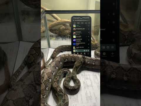 reticulated python super dwarf - YouTube