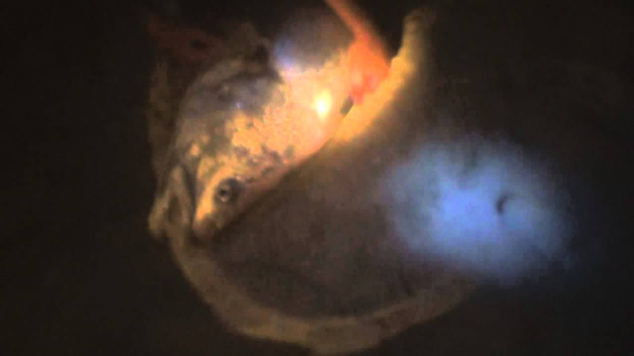 Big Mulloway Surf Fishing Australia YouTube