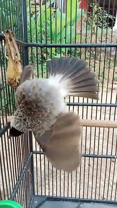 burung kutilang ngeriwik isian segudang #shorts